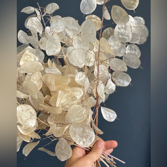 🪷64 Money ‘Silver Dollar’ Luck Lunaria Plant Seeds, Non-GMO Heirloom🪷 - Picture 11 of 14